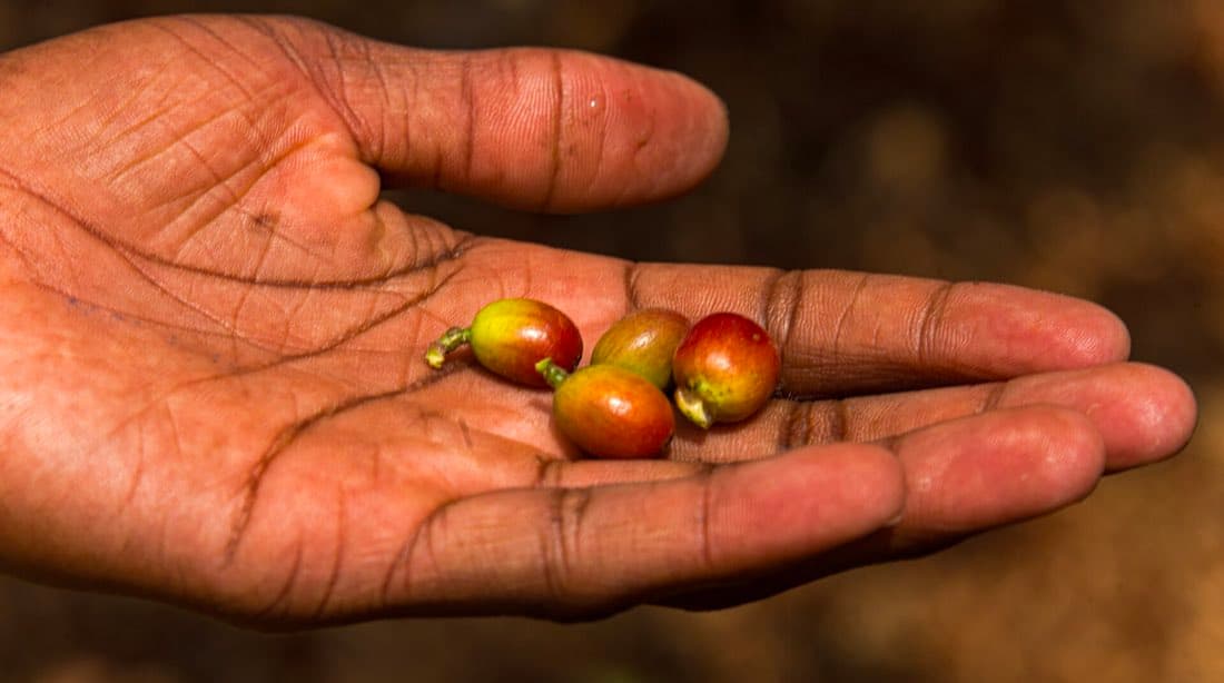 Mão de produtor segurando cerejas de café recém-colhidas